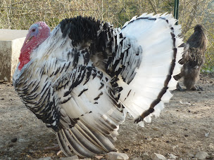 Photo n°14 de La Galiniére Elevage d'animaux d'ornement,Ferme de découverte Mme BLANC Muriel à Caussols (Éleveur)