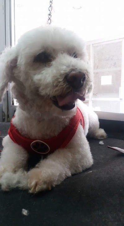 Photos of Dog Spa Re&ntilde;aca