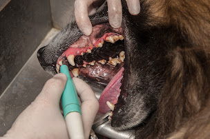 Photo n°27 de Clinique vétérinaire des lavandes à La Bégude-de-Mazenc (Clinique vétérinaire)