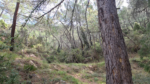 Pou de la Figuera Gallery - Spain