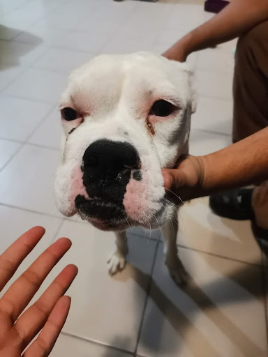 CLINICA VETERINARIA ZAHIR