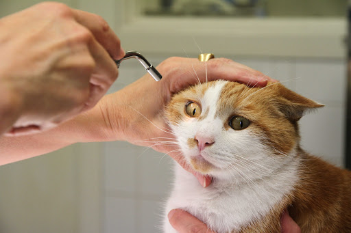 Eye Vetcare - Thumbnail