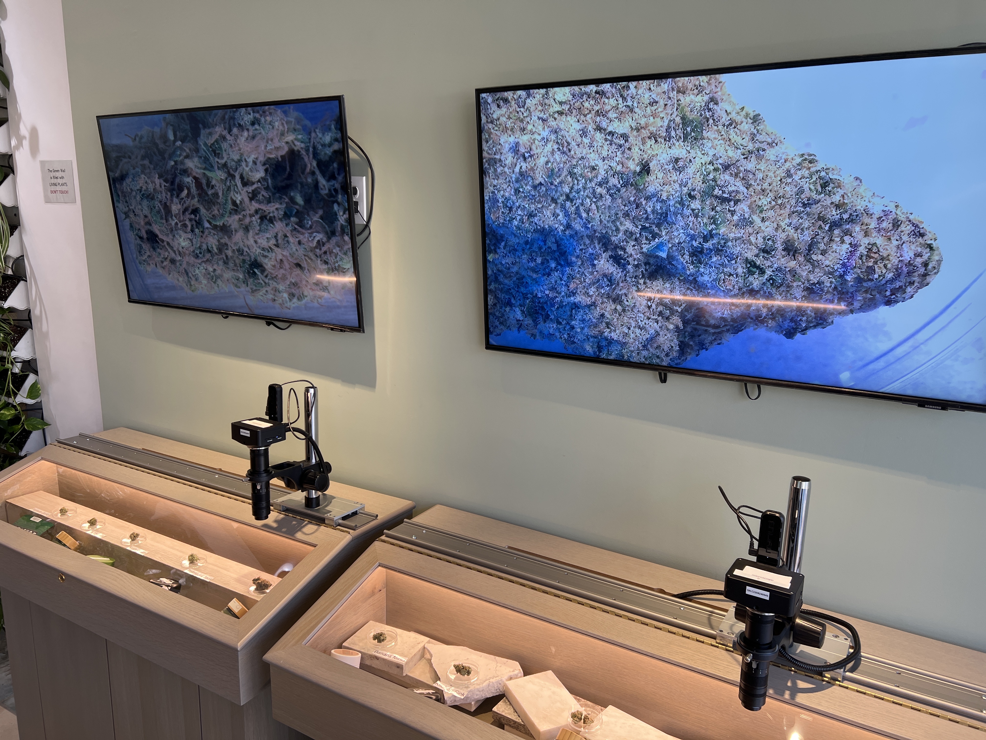 Comm Ave Canna: Recreational Cannabis Dispensary, Boston - Brookline MA