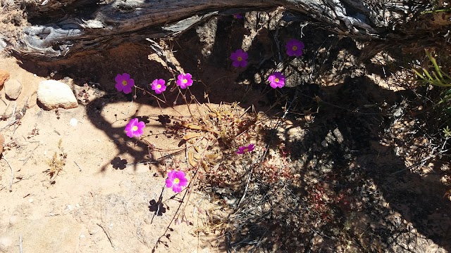 Eagle Gorge Lookout