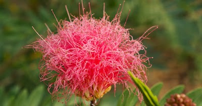 Photos of Pha Tad Ke Botanical Garden