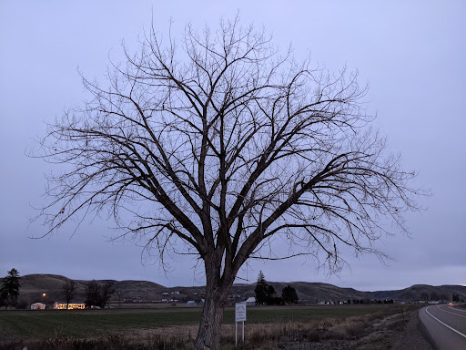 Gary's Tree - Visual