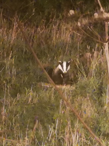 Badger Watch Dorset - Thumbnail
