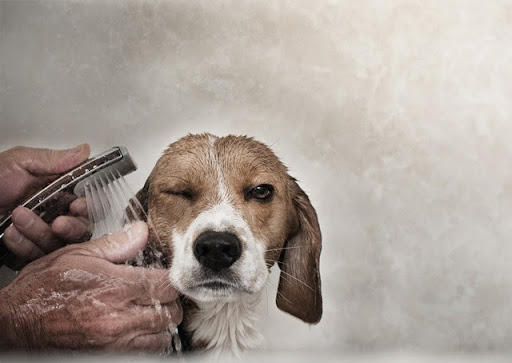 Pet Town Self Serve Pet Wash & Supply - Thumbnail