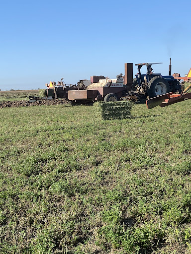 Rancho San Martin Alfalfa & Sudan