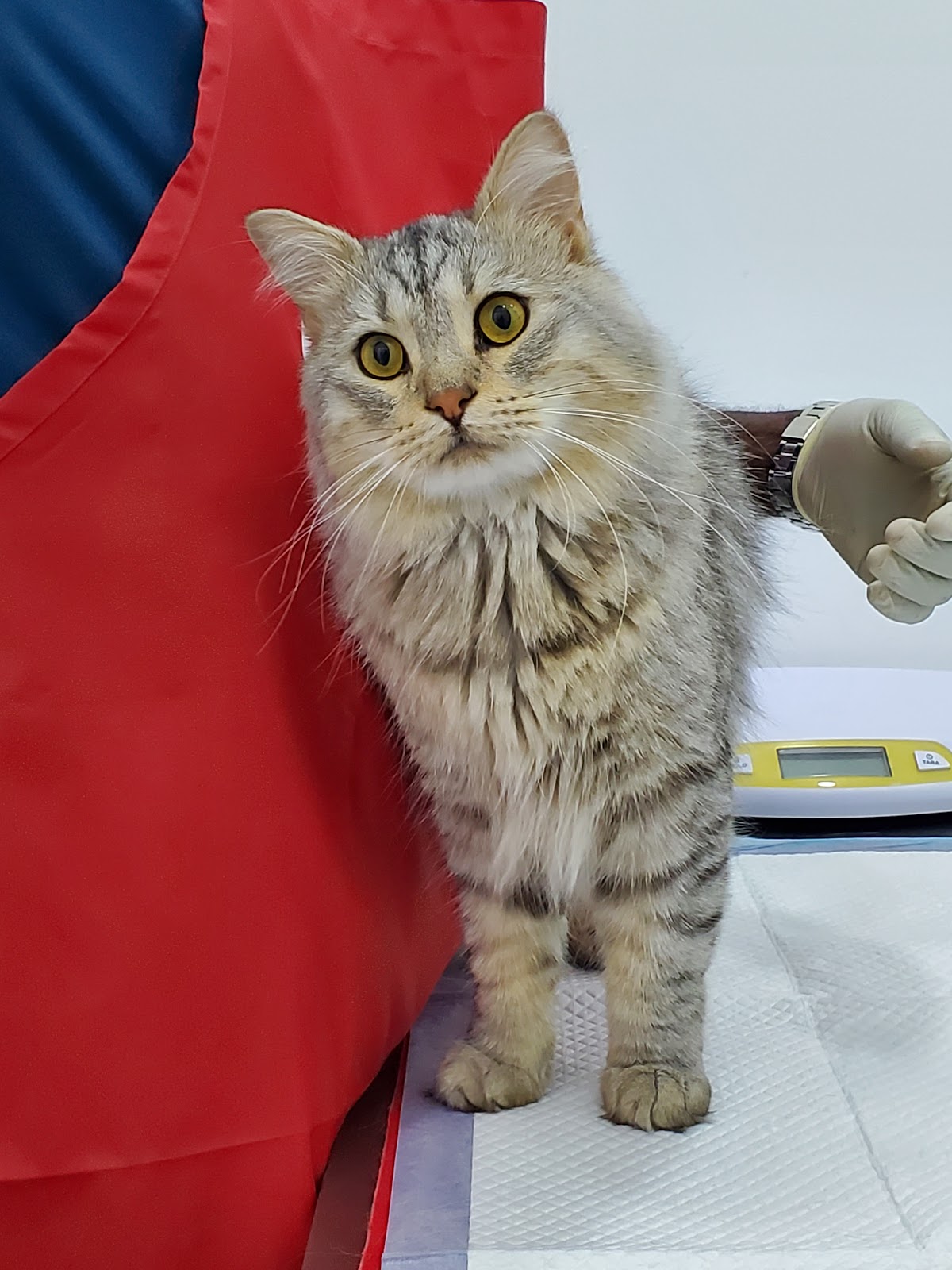 Vet in Town Veterinary Clinic - صورة 2