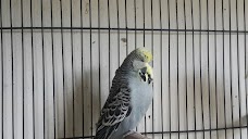 Pakistan Birds & Pets islamabad