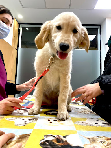 Clínica Veterinaria Vet Family Benetusser