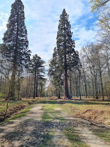 Giant Sequoias - Visual