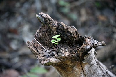 Photos of Primeval Forest National Park