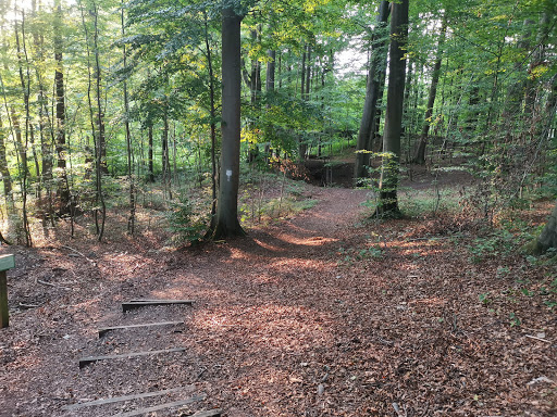 Blankenheim Forest