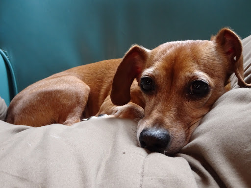 Texas Veterinary Behavior Services - Visual