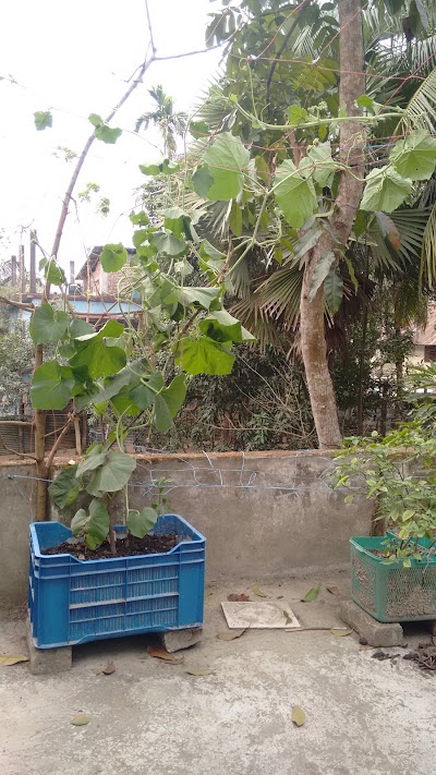 Photos of আমতলার পাড় জামে মসজিদ