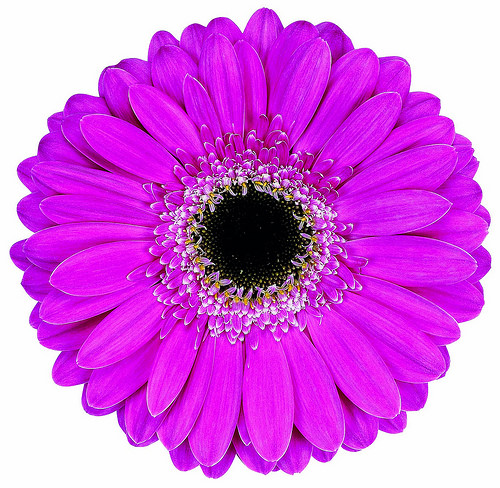 The Villages Best Florist Gallery - United States
