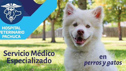 Hospital Veterinario Pachuca