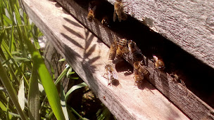 Photo n°4 de Lacourcelle Benoit - apiculteur bio professionnel en Corrèze à Chaumeil (Magasin bio)