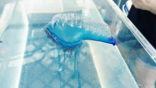 Smithsonian Marine Station Gallery - United States
