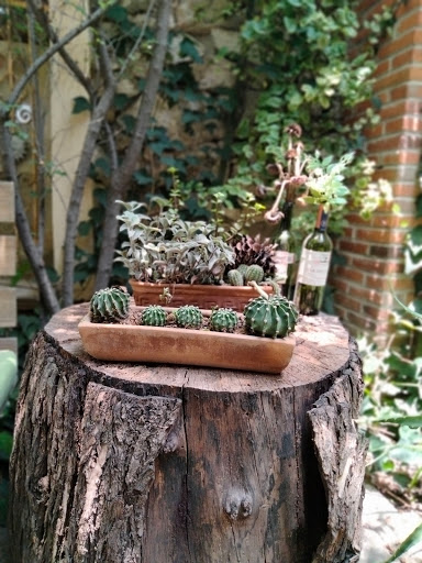 Los Ciruelos, Restaurante-Granja - Thumbnail