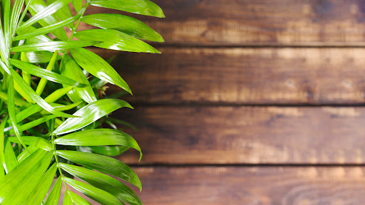 Sanda.us - Herbals / Biljna Apoteka - Thumbnail