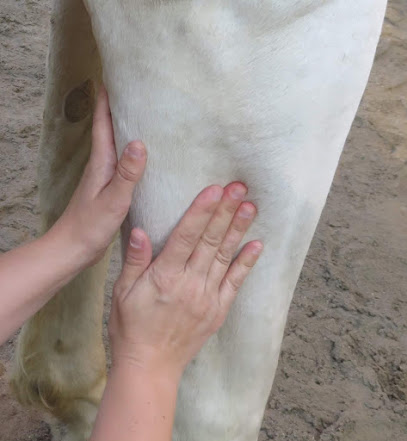 Carine Delbaere - Masseuse équin et canin - Massages bien-être humains