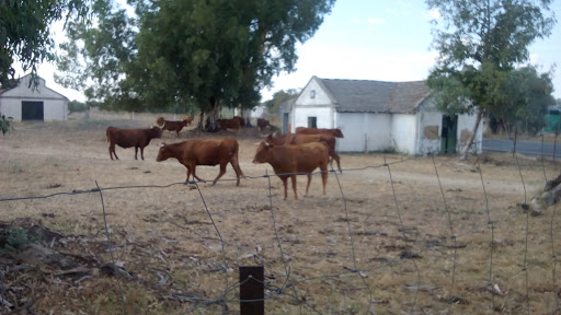 Paraje de Gatos — Parque Natural de Doñana - Thumbnail