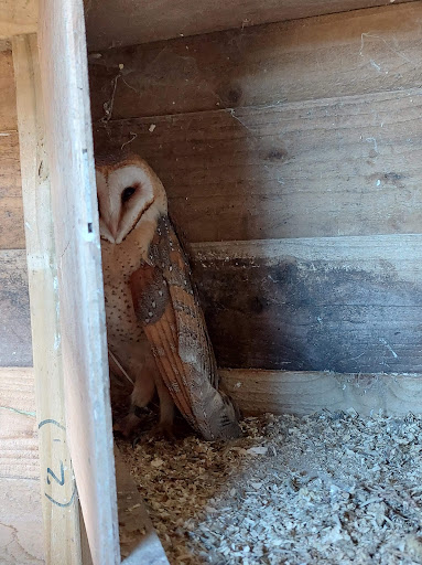 Chrissie's Owls & Stonesfield Owl Rescue