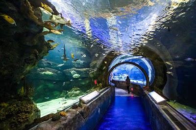 SEA LIFE at Mall of America