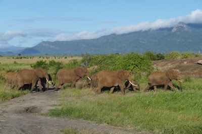 Photos of KT & Safaris
