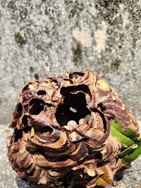 ハチ駆除サポート【東部営業所】