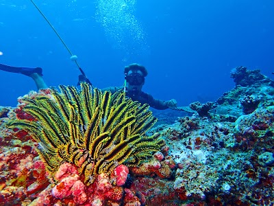 Photos of Euro-Divers Kandooma - Scuba Diving Maldives