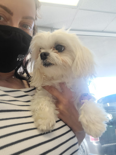 University Veterinary Center Gallery - United States