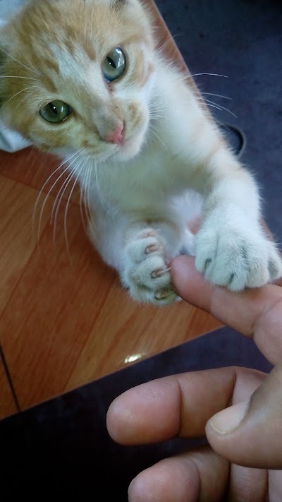 Photos of "RILU"
