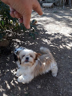 Elevage et Garderie des Paredasses à Villetelle