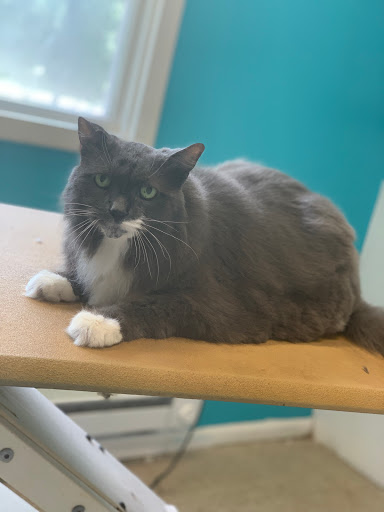 Paws & Relax Pet Spa - Thumbnail