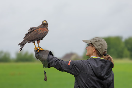 Vogelwild - Thumbnail