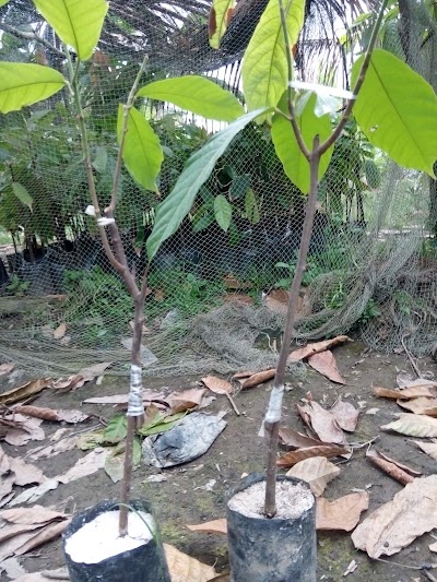 Photos of Cocoa Garden Ahmad Yani
