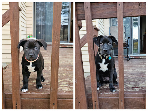 Jackson Animal Shelter - Thumbnail