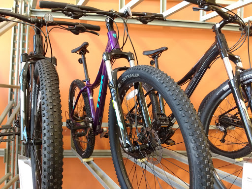 David's World Cycle