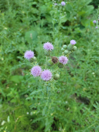 Gailey Trail trailhead - Thumbnail