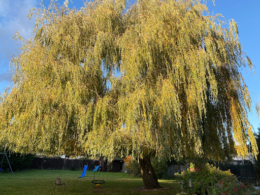 Honey Tree Surgeons Ltd - Thumbnail