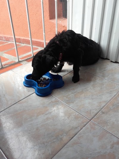 Photos of Healthy And Happy Pets
