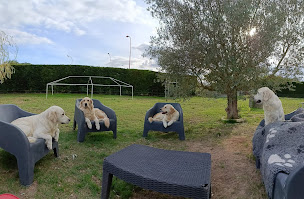 Photo n°7 de Du Petit Clos de Julia - Élevage Golden Retriever à Sainte-Livrade-sur-Lot (Éleveur de chiens)