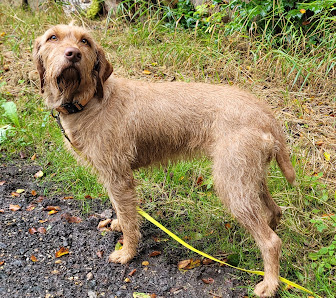 Hundesalon Blaues Ländchen Rheinstraße 20A, 56355 Nastätten, Deutschland