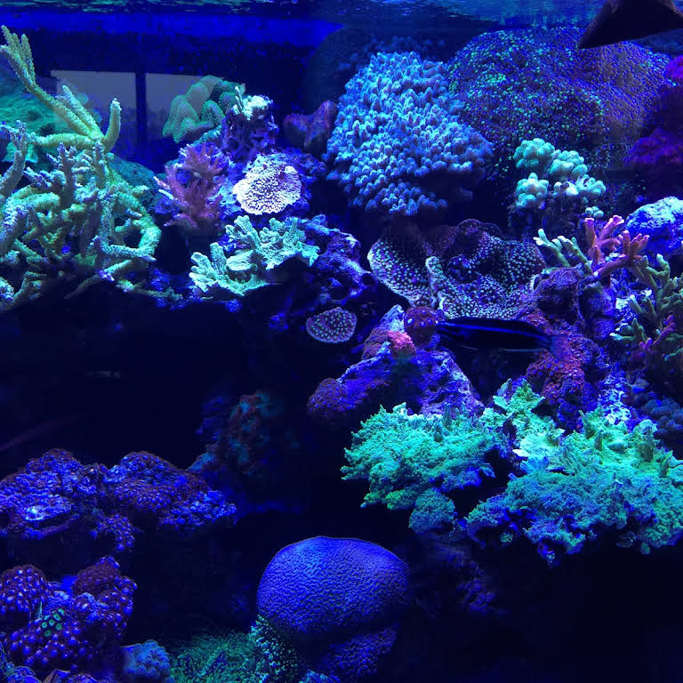 Rogers Aquarium - Reef and KOI pond specialist in Bell Acres By Appointment