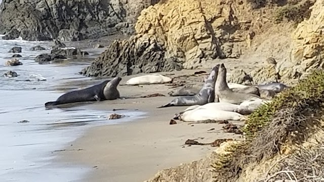 Elephant Seal Vista Point