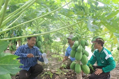 Photos of Perkebunan Pepaya California Bakalan
